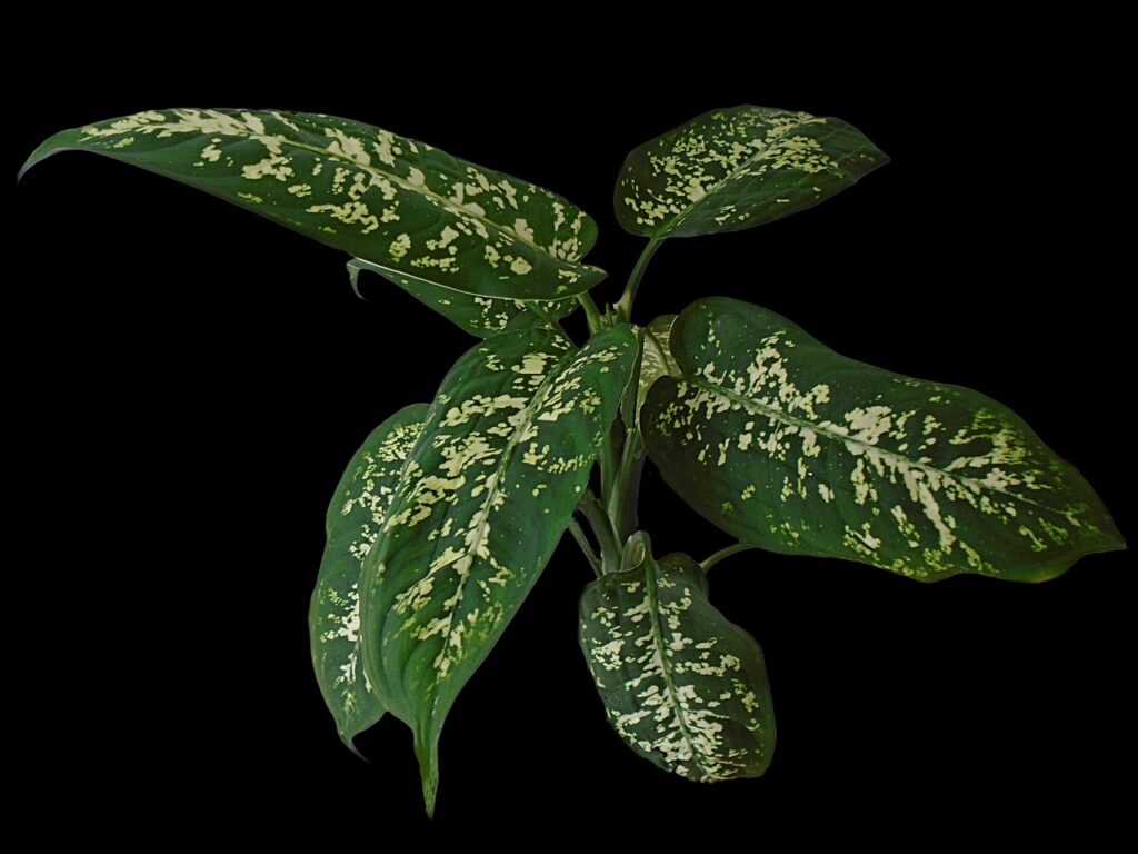 Dieffenbachia Seguine: Beautiful but Deadly