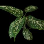 Dieffenbachia Seguine: Beautiful but Deadly