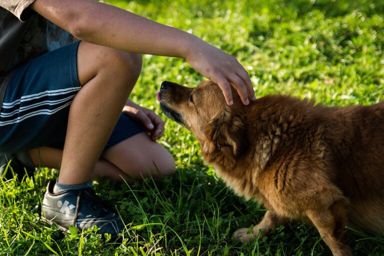 Training Your Dog in Sydney: How to Choose the Right Professional