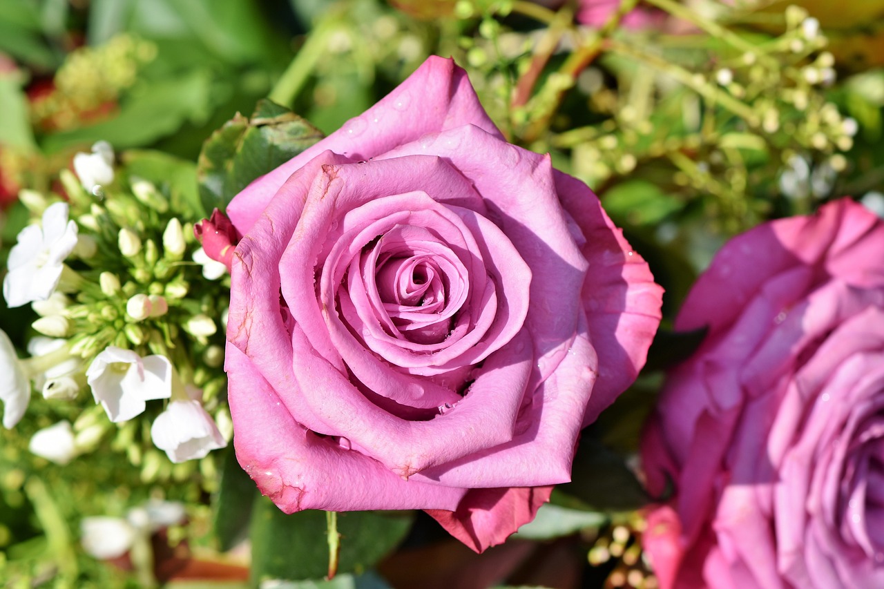 All You Need to Know About Rose Gardening