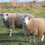 The Future of Swiss Sheep: Adorable Valais Blacknose Embryos