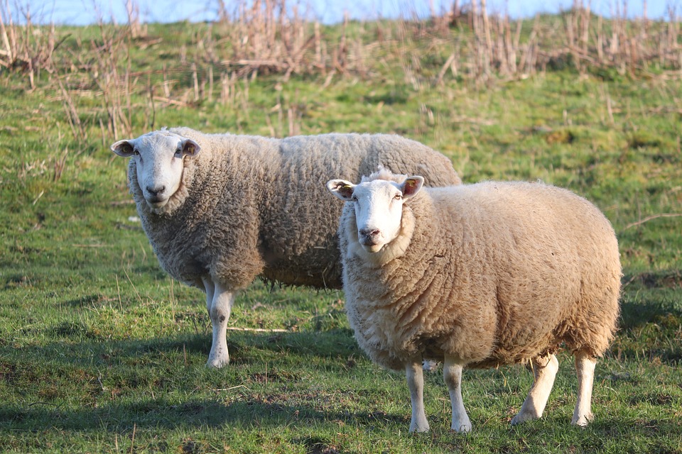 The Future of Swiss Sheep: Adorable Valais Blacknose Embryos