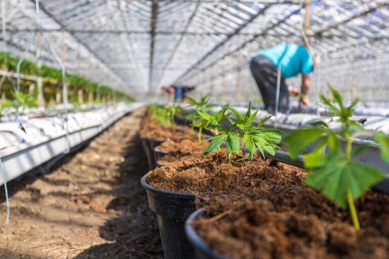 Explore the Benefits of CBD at Your Local West Palm Beach Store