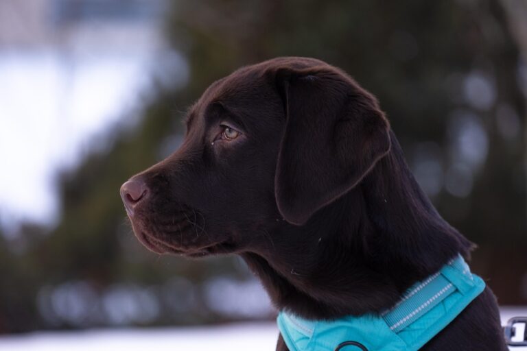 Three Justifications for Purchasing an Apple AirTags Collar for Your Dog