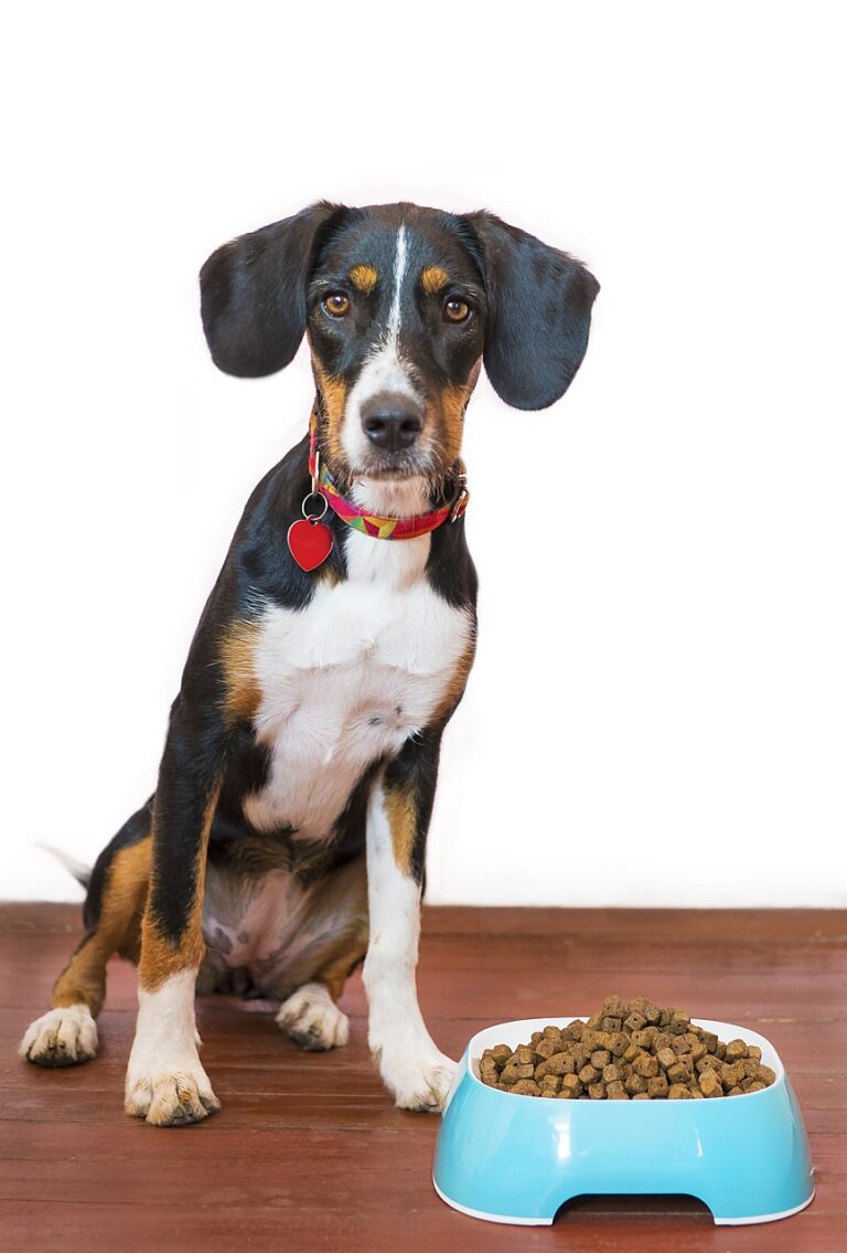 The Greatest Unique Pet Supplies for Your Animal Companions