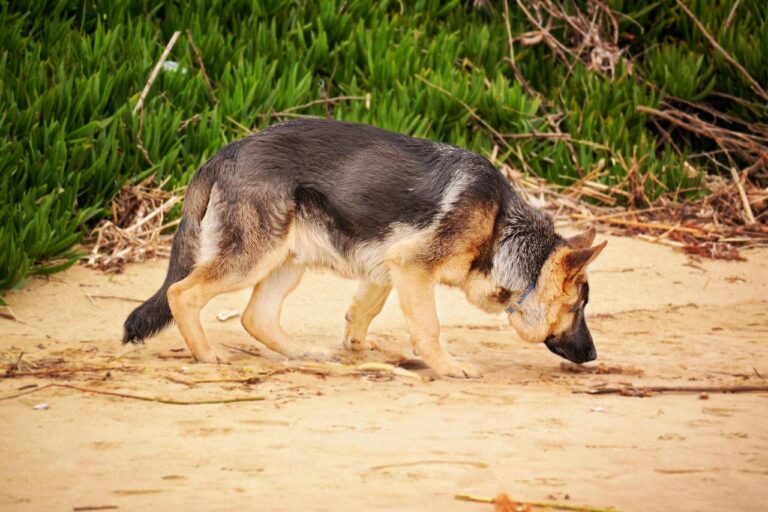 K9 dog training Sydney