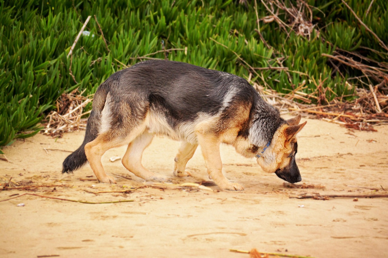 german-shepherd-1970053_1280