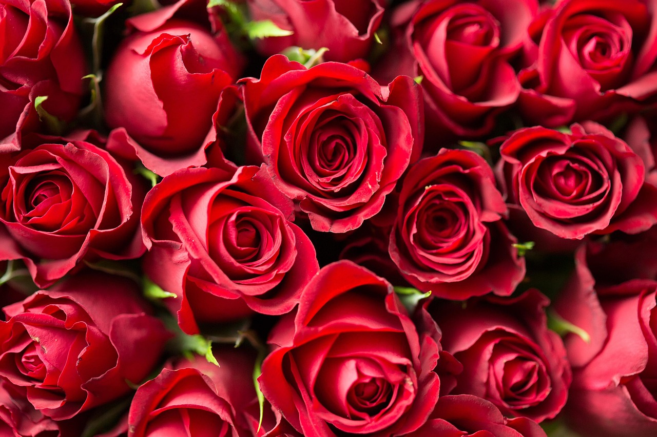 red-1867767_1280